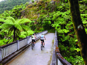 サイクリング用のトレイルでは原生林の中を走るコースもあります。