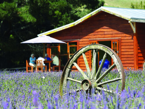 타우마루누이에 있는 로런스 라벤더 농장(Lauren&#039;s Lavender Farm)에서 점심 식사나 오후 티 타임 즐기기