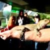 Tuatara at the Southland Museum