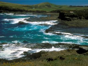 Curio Bay - Catlins