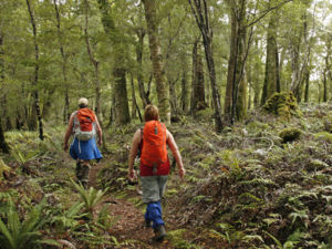 在图瓦塔佩雷隆丘步行道（Tuatapere Hump Ridge Track）上徒步穿过古老的再生森林。
