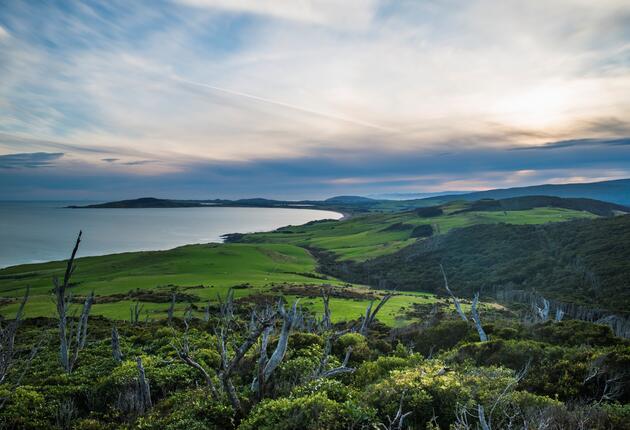 Southland’s wild and rugged landscapes offer spectacular walking and hiking experiences. Don't miss the Hump Ridge Track and Catlins River Walk.