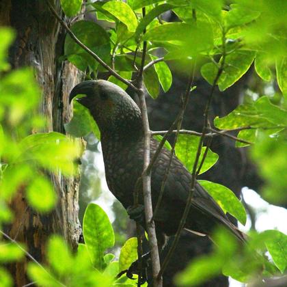 Kākā, Ulva Island