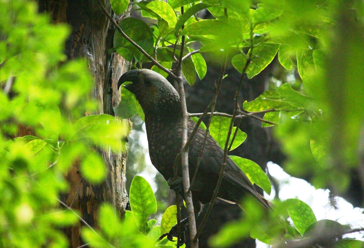 Untouched Southland is known for its rare and unique wildlife - you can expect tuatara, dolphins, whales and more.