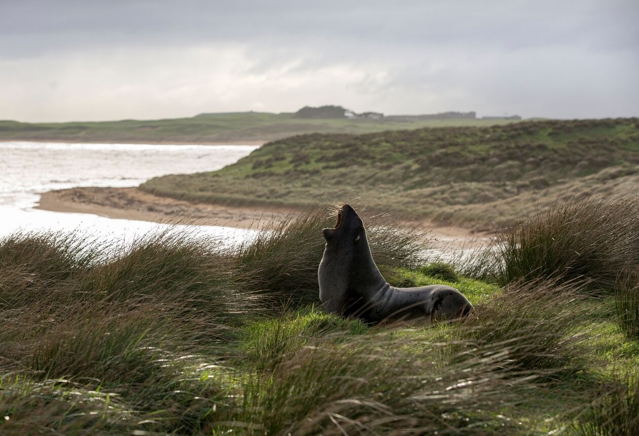 Journey into the captivating lower South Island to uncover an unforgettable mix of rare wildlife, remote rugged lands, and delicious seafood. Spend some time exploring Milford Sound, the Kepler and Routeburn Tracks. Plan your getaway. 