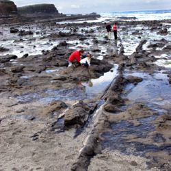 Examine unique fossilised trees