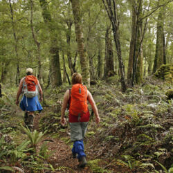 在图瓦塔佩雷隆丘步行道（Tuatapere Hump Ridge Track）上徒步穿过古老的再生森林。
