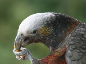 Stewart Island kaka