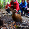 Melihat burung weka di alam bebas Stewart Island