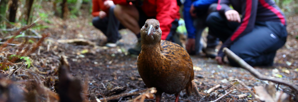 The cheeky Weka can often be seen strutting around Oban township.