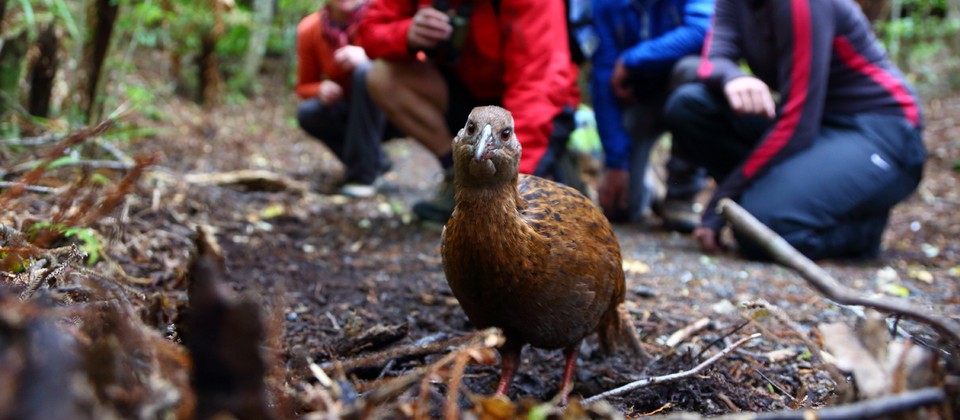 The cheeky Weka can often be seen strutting around Oban township.