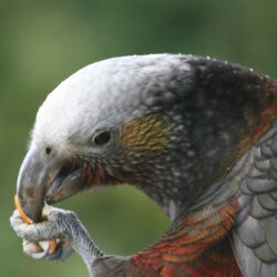 Stewart Island kākā