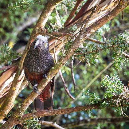 Stewart Island birdlife