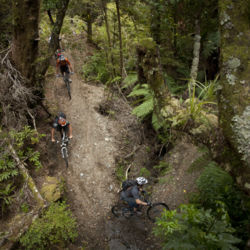 Enjoy the thrill of riding through a magnificent, towering forest.