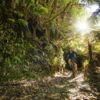 Enjoy a scenic bush ride surrounded by birdsong on the Pakihi Track.
