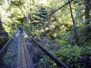 Walk through pre-historic forest in Lake Waikaremoana Track, Te Urewera.
