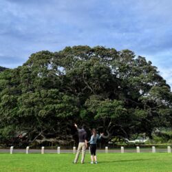 Te Waha o Rerekohu Pohutukawa Tree
