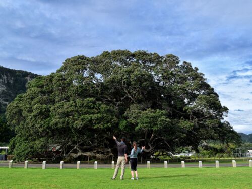 Te Waha o Rerekohu Pohutukawa Tree