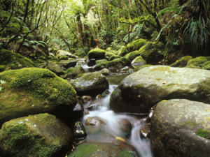 Der Egmont National Park bietet tosende Flüsse und Wasserfälle, Regenwälder und moosige Sümpfe.