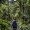 Hiking through the rainforests of Mount Taranaki, Egmont National Park
