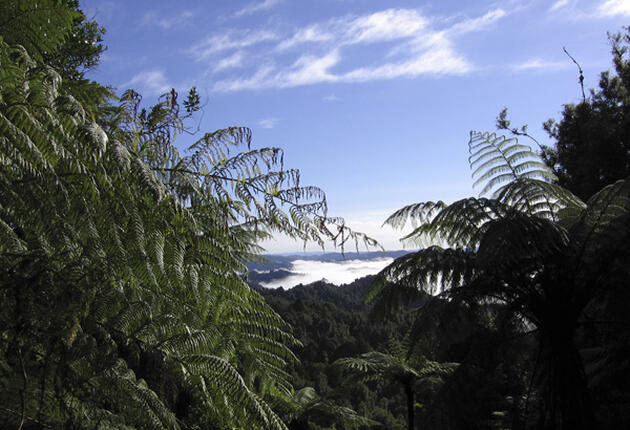 Follow an old Maori trail that links the Forgotten World Highway with the Whanganui River. This is wilderness at its wildest.
