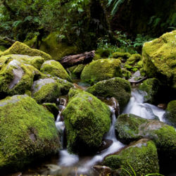 ポウアカイ・サーキットの2日目は数ヶ所で川を渡ります。岩場や木の根を上り下りしながら、小さな谷をいくつも通ります。