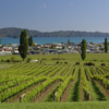 Mercury Bay Estate is a boutique, family-owned vineyard near Whitianga