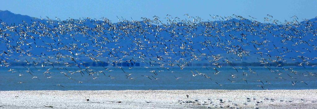 这里的迁徙海鸟多达数百种。