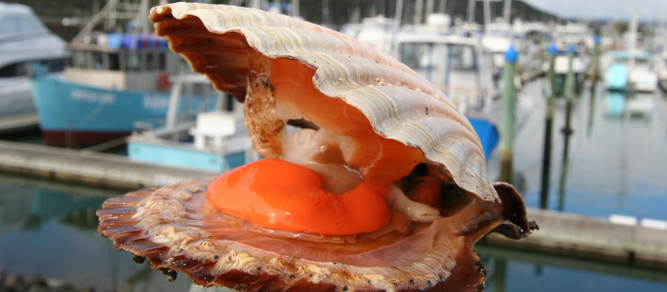 Scallops are found in abundance throughout New Zealand’s waters, and are celebrated at the Whitianga Scallop Festival every year in September.