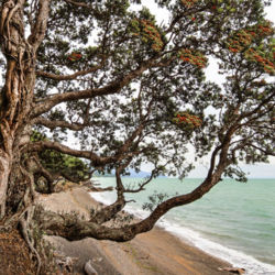 Soak up pohutukawa-fringed coastal views and gold mining heritage in Thames.
