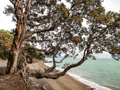 Soak up pohutukawa-fringed coastal views and gold mining heritage in Thames.