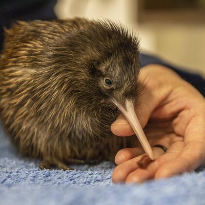 Kiwi chick at Pūkaha Mount Bruce