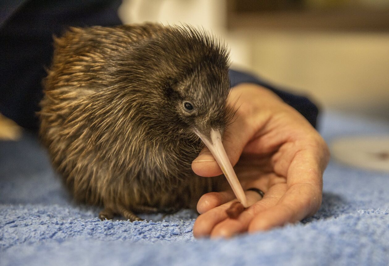 Aotearoa New Zealand’s national bird is beloved of New Zealander’s – find out why they are so special and about the conversation efforts to save them.