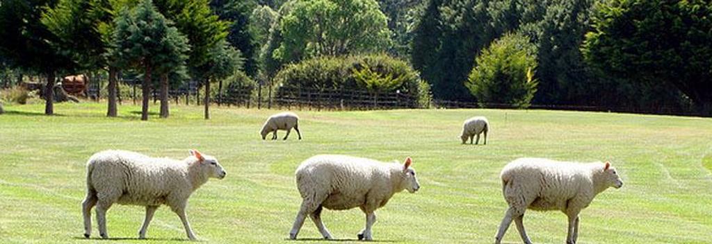 Even sheep come for a visit on a small country course