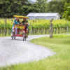 Cycling through the vines in Martinborough