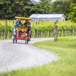 骑自行车参观马丁堡地区的各大酒庄