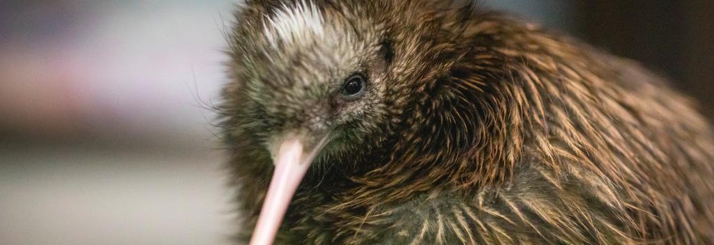 Pūkaha National Wildlife Centre