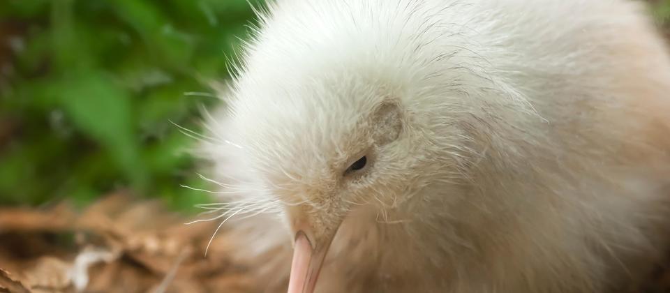 新西兰珍稀的白色奇异鸟——马努库拉（Manukura）