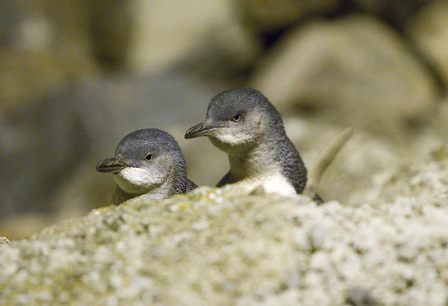 The Oamaru Blue Penguin Colony offers a unique opportunity to observe the world's smallest penguin.