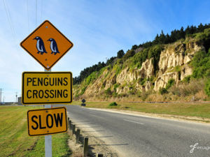 NZ - Road to Oamaru Blue Penguin Colony