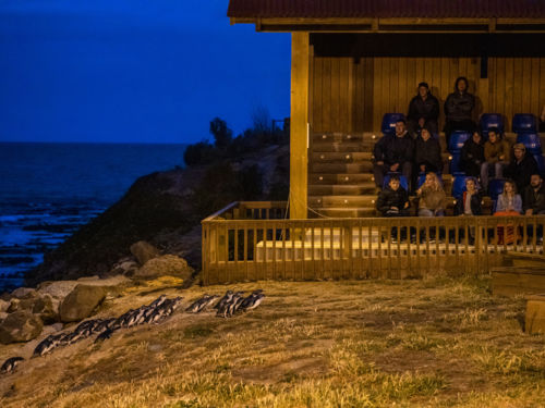 Oamaru Blue Penguin Colony