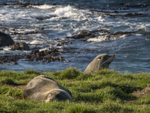 Seals at Moeraki