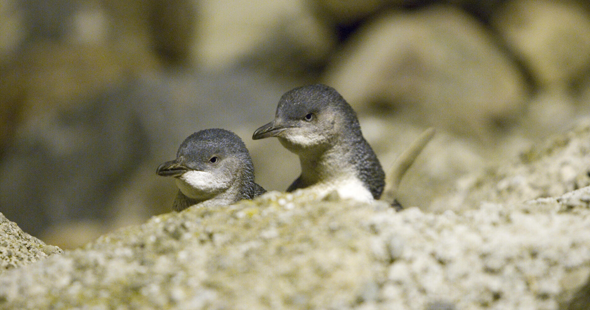 Ōamaru Blue Penguin Colony | 100% Pure New Zealand