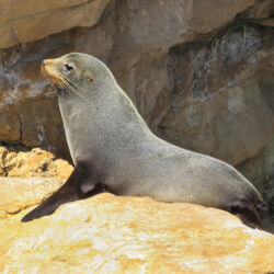 Fur Seal