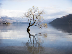 Picturesque lone tree at Lake Wanaka