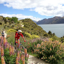 Flat and easy to begin with, the Wānaka Lakeside Tracks gradually becomes more challenging, climbing to high lookouts.