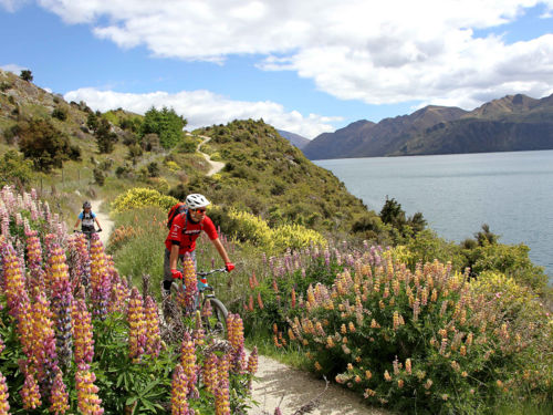 Flat and easy to begin with, the Wānaka Lakeside Tracks gradually becomes more challenging, climbing to high lookouts.