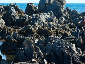A coastal walks to the Red Rocks Reserve, south of Wellington, features glorious views and even a fur seal colony.