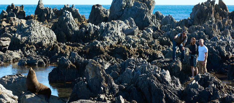 A coastal walks to the Red Rocks Reserve, south of Wellington, features glorious views and even a fur seal colony.