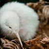 Meet Pukaha’s most famous resident, Manukura, a rare white Kiwi, at this nature reserve and conservation project.